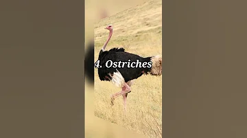 Top 5 Halal Birds In Islam Comparison Videos Foryou New Information All Trending Ytshorts 