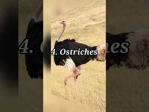 Top 5 Halal Birds In Islam Comparison Videos Foryou New Information All Trending Ytshorts