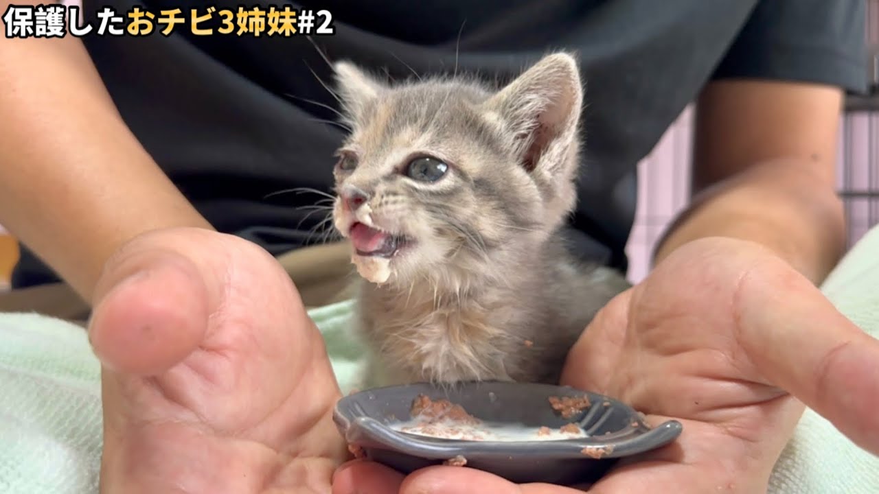 ミルクに溺れた子猫がこうなりました。【保護猫】【猫ASMR】