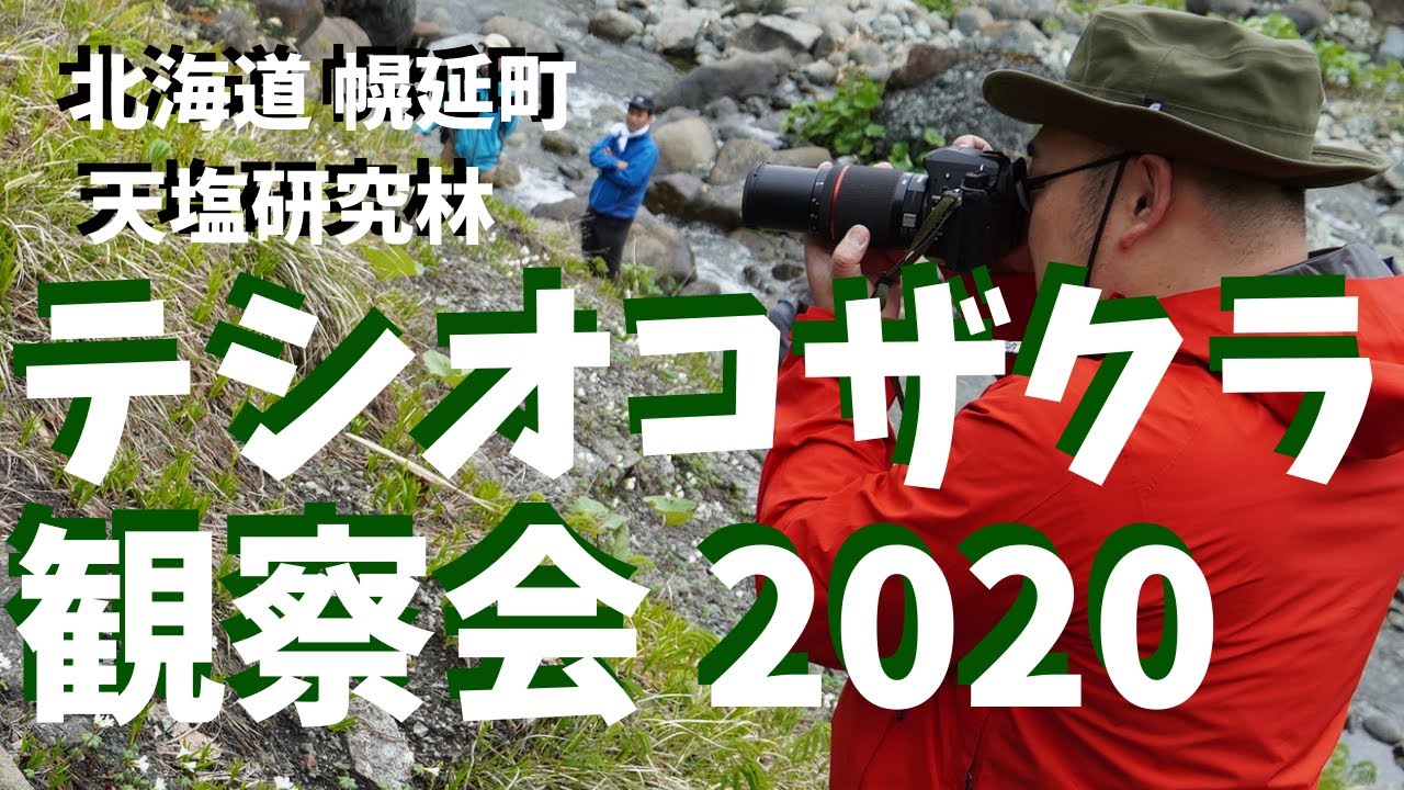 【幌延町の花】テシオコザクラ観察会2020【ガイドツアー】