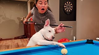 When your dog is the best sportsman in the world!🐶 by Cute Pets TV 13,701 views 10 days ago 10 minutes, 37 seconds