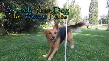 Teach Your Dog the Weave Poles! - In Four Steps! - Dog Agility