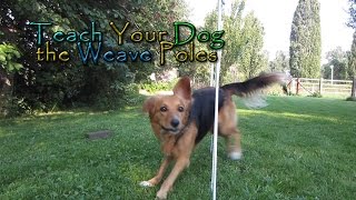 Teach Your Dog the Weave Poles!  In Four Steps!  Dog Agility