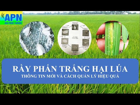 Video APN - CÁCH QUẢN LÝ RẦY PHẤN TRẮNG HẠI LÚA... - youtube
