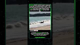 THE DESERT SHIP HIT THE BEACH