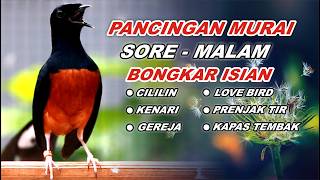   56  Pancingan Murai Batu Malam Hari  Isian Tembakan Ampuh Melatih Murai Bongkar Isian