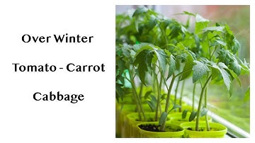 Over Winter - Tomatoes Cabbages and Carrots