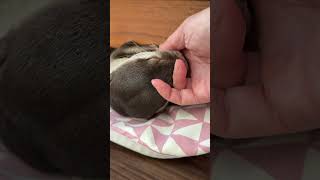 Otter Jealousybelle Tries To Steal Dad While Bingo Enjoys His Blanket