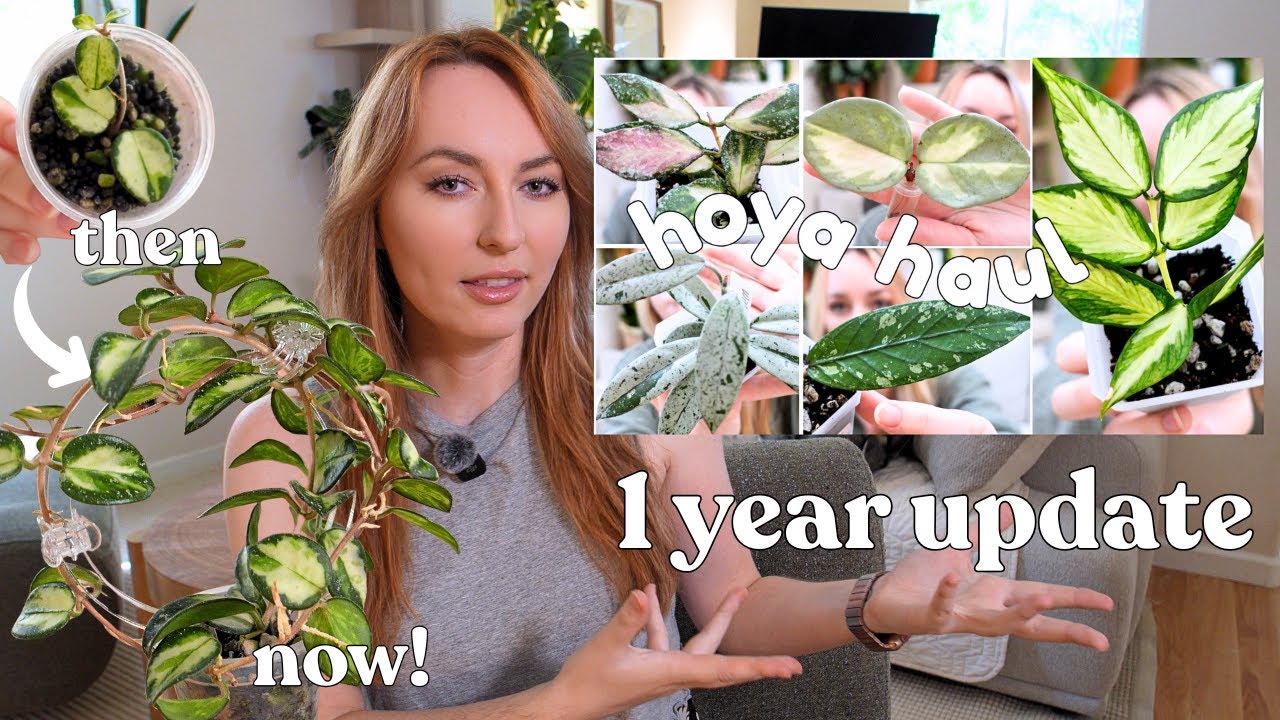 I hauled 42 hoya in 1 month.. where are they now?? 🤔 🫣