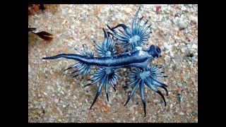 Самые необычные, красивые и редкие животные мира топ 10, The most unusual animals of the world Самые необычные, красивые и редкие животные мира топ 10, The most unusual animals of the world