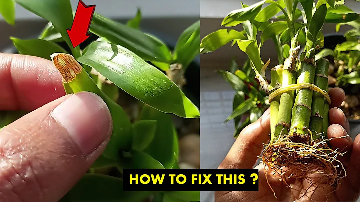 Lucky bamboo tips turning brown