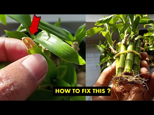 marble queen pothos plants Pothos 'Marble Queen' main image 0
