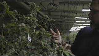 Cheaper than a glass of wine. Cannabis surplus in Oregon drops price of weed