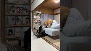 ゴールデンレトリバー起きてきた!