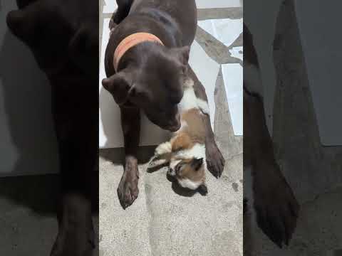 1 | ShihLab Bonding #dogs #giggles #comedy #laugh #fyp #trending