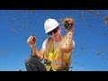 Not One... Not Two... But THREE Bee Hives Took Over a Construction Site!