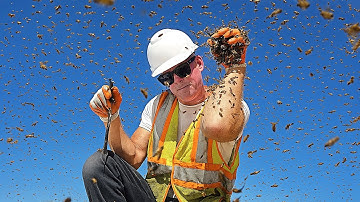 Not One... Not Two... But THREE Bee Hives Took Over a Construction Site!