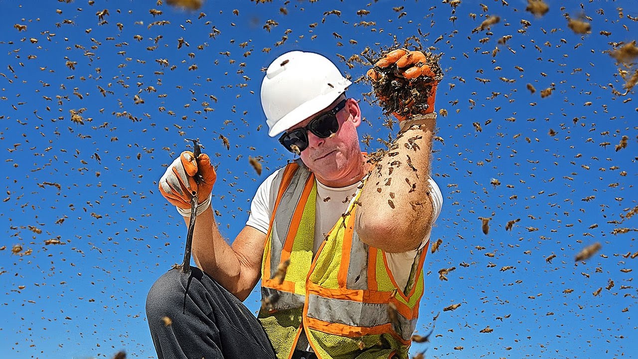 Не один... Не два... А ТРИ пчелиных улья захватили строительную площадку!