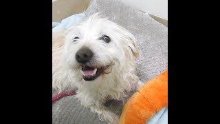 Adopt Adorable Milo!