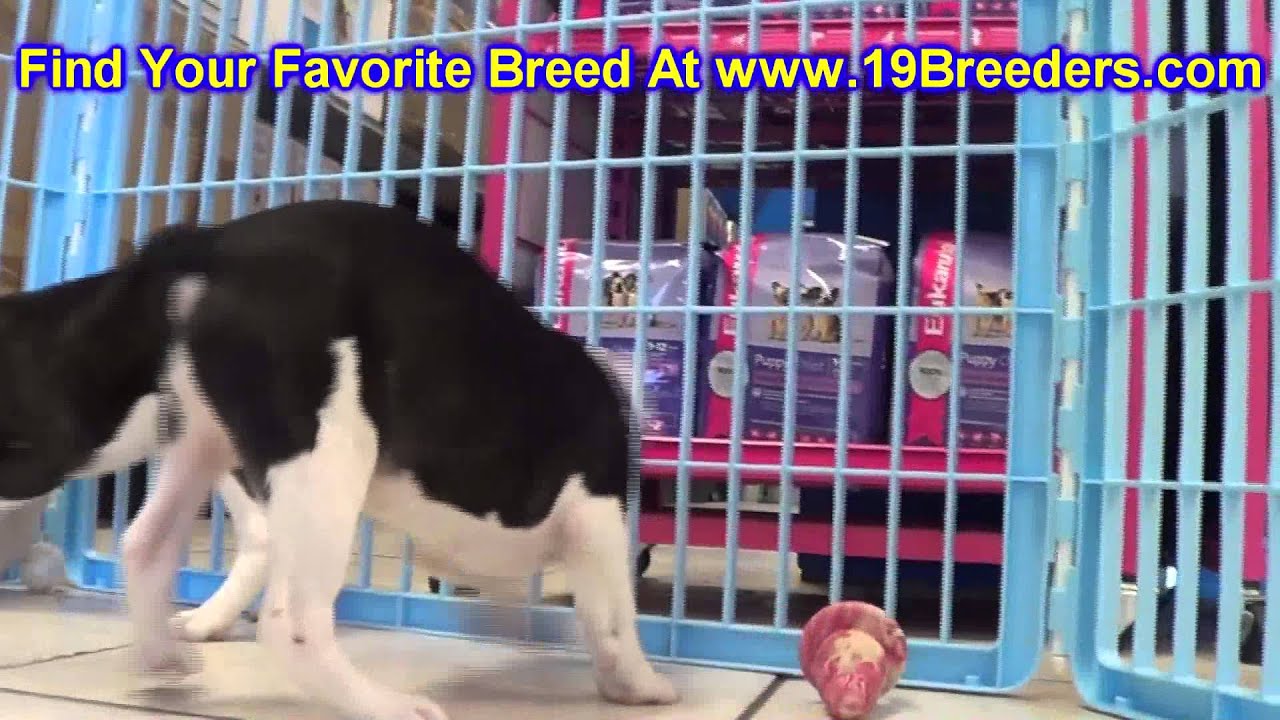 Frenchton, Puppies, For, Sale, In, Butte Silver Bow, Montana, MT