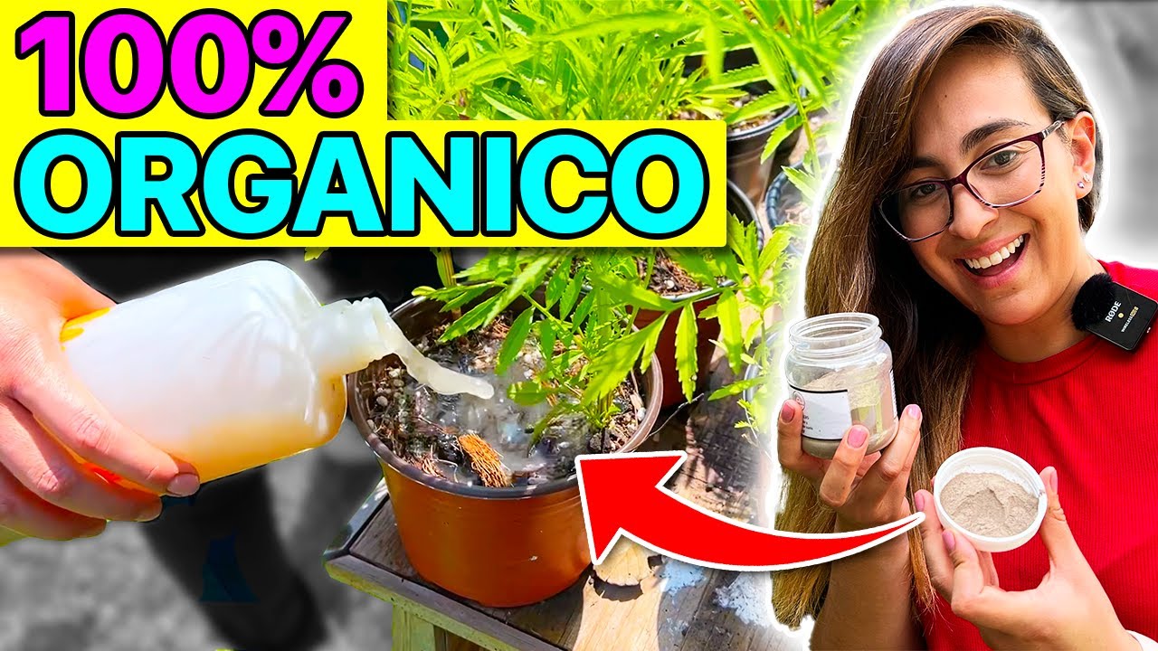 💚 ¿Qué son los TRICHODERMAS? 🤩 Elimina Hongos, Enfermedades y aporta Nutrientes!!