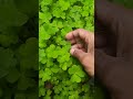 Oxalis plant from kitchen gardens #shorts #viral #oxalis #garden
