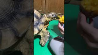 #tortoise #tortoiseeating #tortoisefeeding #cutetortoise #tortoiselove #pettortoise #tortoiselife