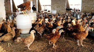 Desi Murgi Chicks Safety Information |Desi Hen Farming|Desi Hen Chicks|Golden Misri Chicks