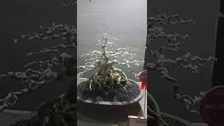 Di Jual Bonsai Beringin Arjuna shotrs  081231105330