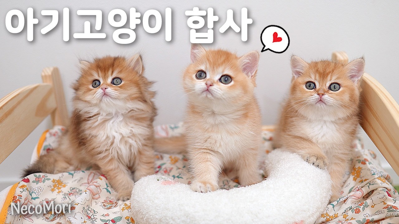 [시즌5] 브숏 고양이 육아일기 7화｜아기고양이 합사 잘할까?