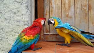 Papagei Ara In Brasilien Bahia