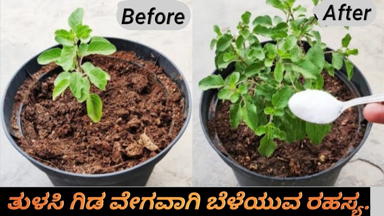 ಇದನ್ನು ಒಂದು ಚಮಚ ಹಾಕಿ. ಎರಡು ದಿನದಲ್ಲಿ ತುಳಸಿ ಗಿಡ ದಟ್ಟವಾಗಿ ಹಸಿರಾಗಿ ಬೆಳೆಯುತ್ತದೆ/how to grow tulasi plant