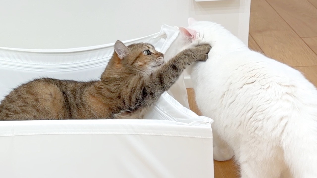 The senior cat's reaction to being pestered by the junior cat was