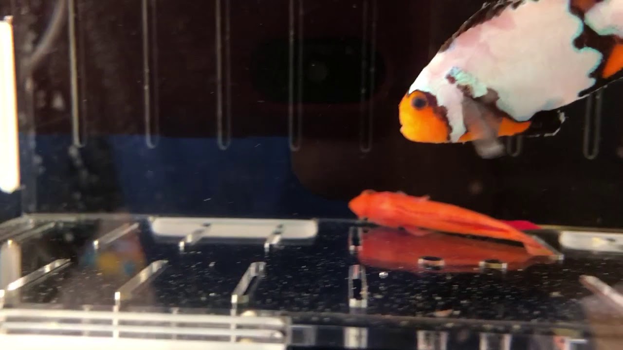 Devosreef: Clownfish with Brooklynella