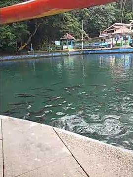 Ikan Dewa Cigugur Kuningan #shorts #ikandewa #kuningan #wisata