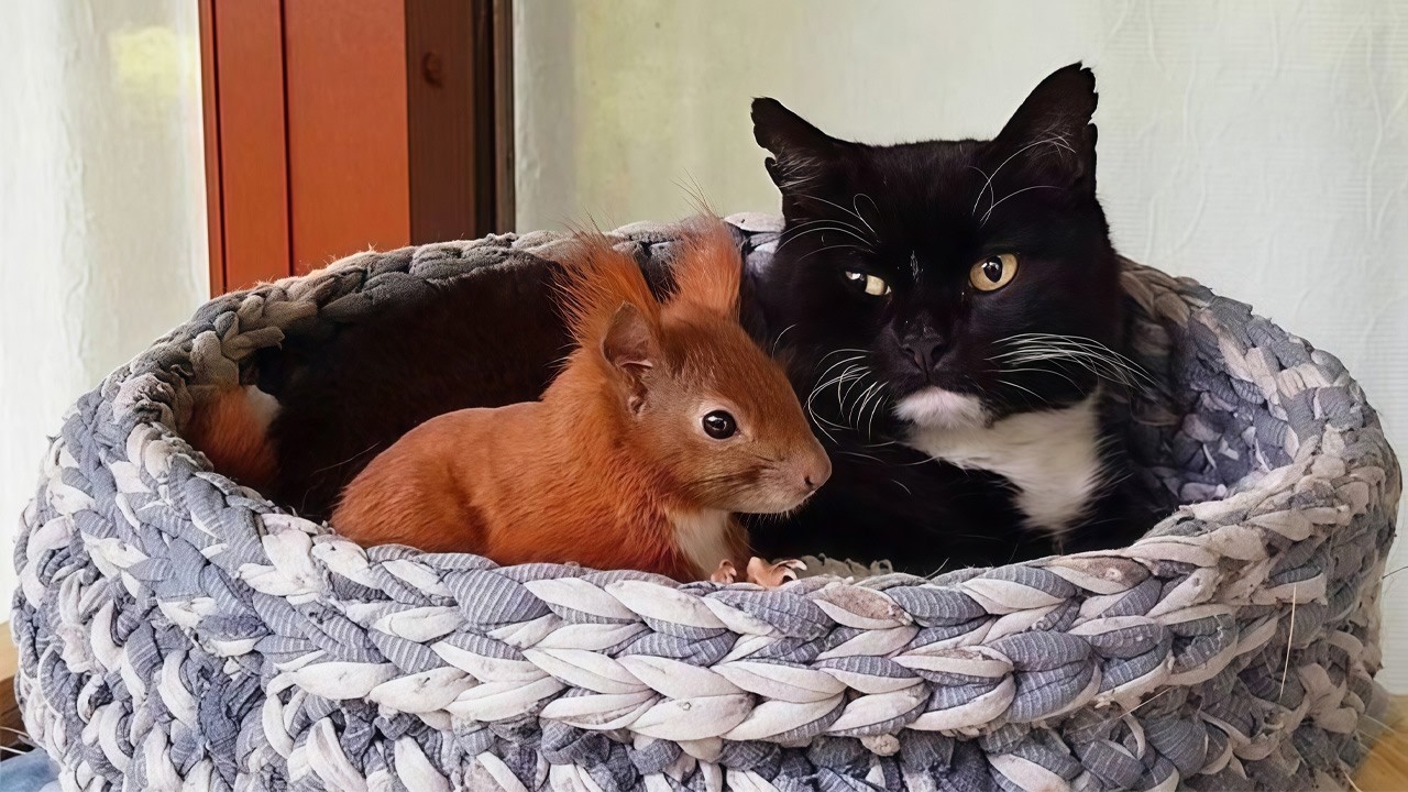 A House Cat Became the Foster Parent of an Abandoned Squirrel! 🐿️