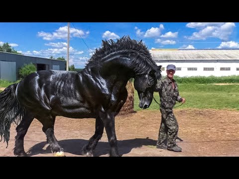 Vídeo: Onde vivem os cavalos Clydesdale?