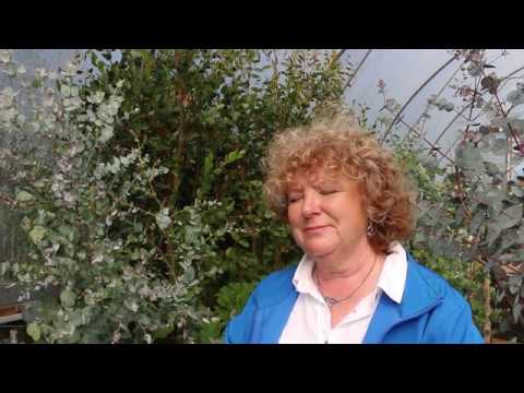 Video: Dalrymple Eukalyptus