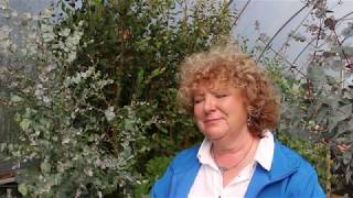 Intro To Dwarf Eucalyptus Species