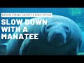 Graceful manatee swim for anxiety stress panic attack depression  relaxing music for study