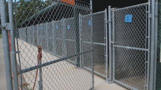 Angels Among Us Pet Rescue Empties the Shelter!