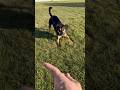 One-eyed Jack has the zoomies and never went to obedience school. Can you tell?