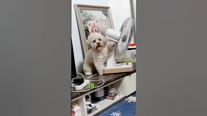 The most intelligent dog ever 😂