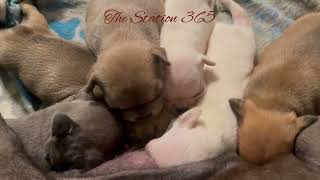 Puppies Family❤ Hungry Nursing Cute Little Tiny Fur Babies Breastfeeding Milk #viralvideo #slurping
