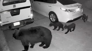 Mamma bear with 3 cubs visits Marion County neighborhood