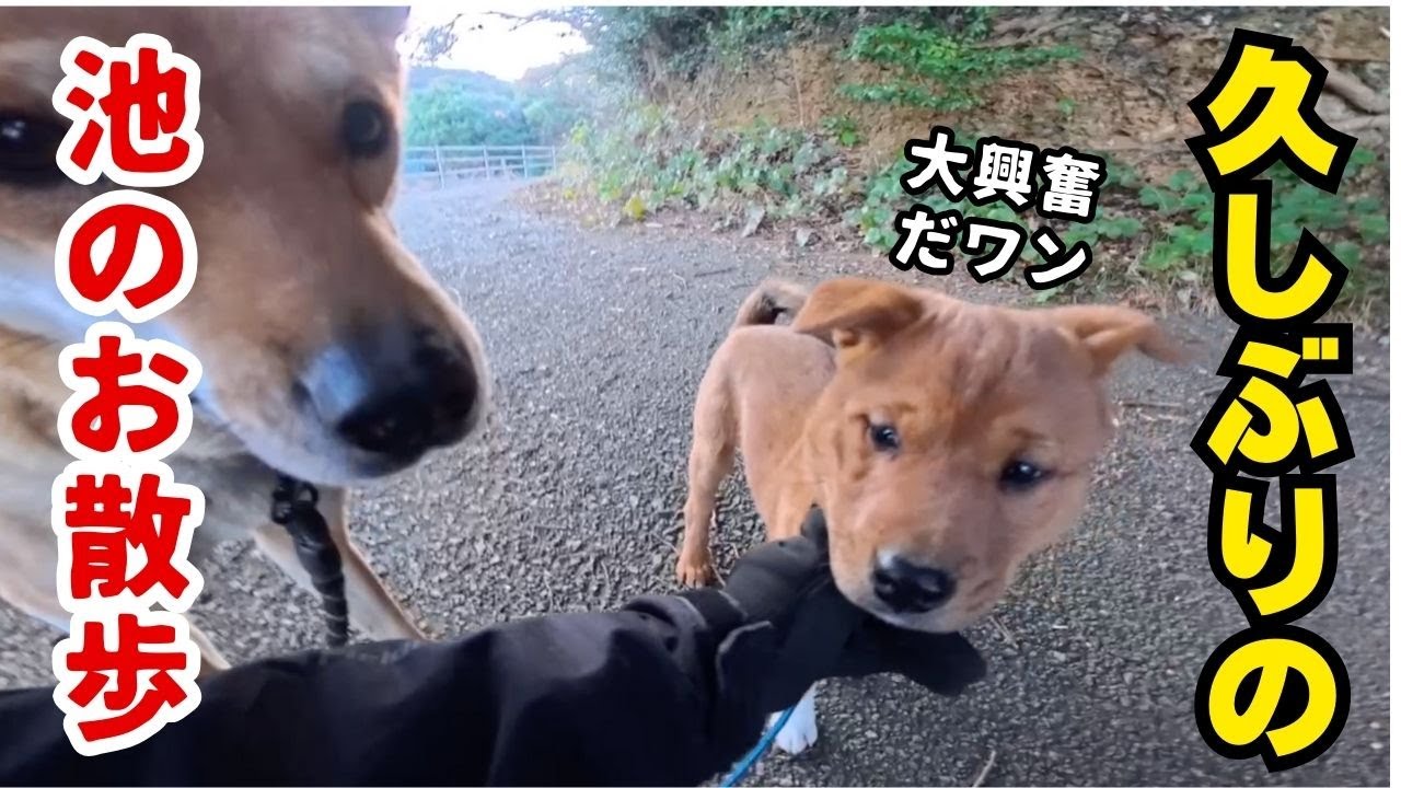 狩猟犬ユキと子犬のケイは初めての池での散歩