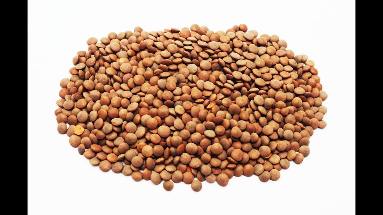 Image result for lentil images