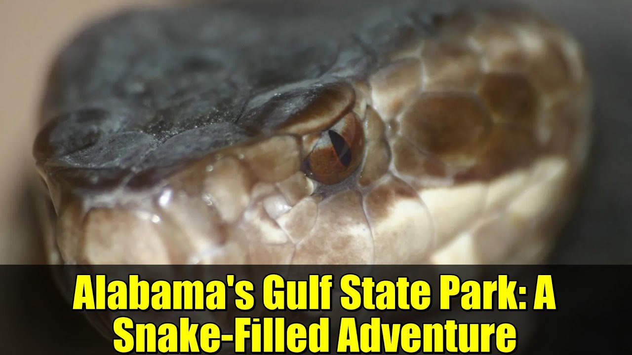 Alabama's Gulf State Park: A Snake-Filled Adventure