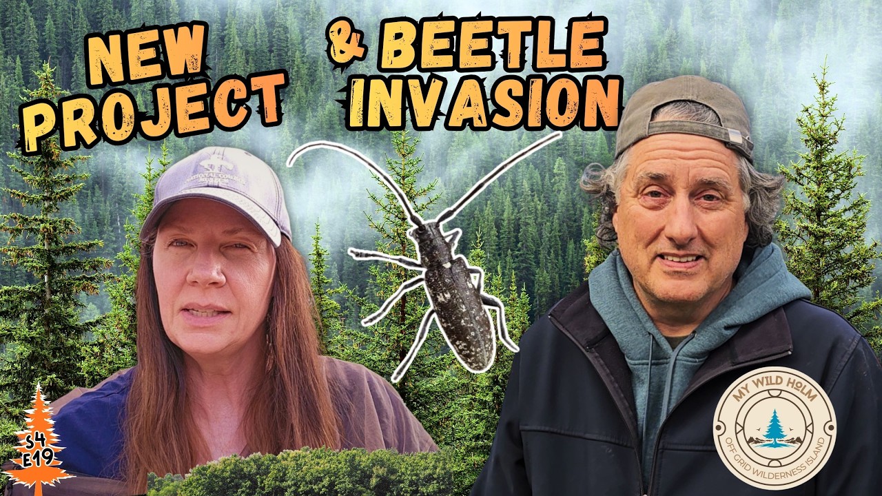 Off Grid Cabin Build | Everything Was Fine Until the Beetles