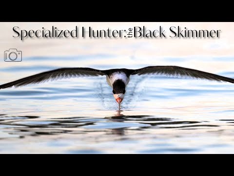 Black Skimmer Bird Catching Fish #birds #wildlife #nature #birdspecies